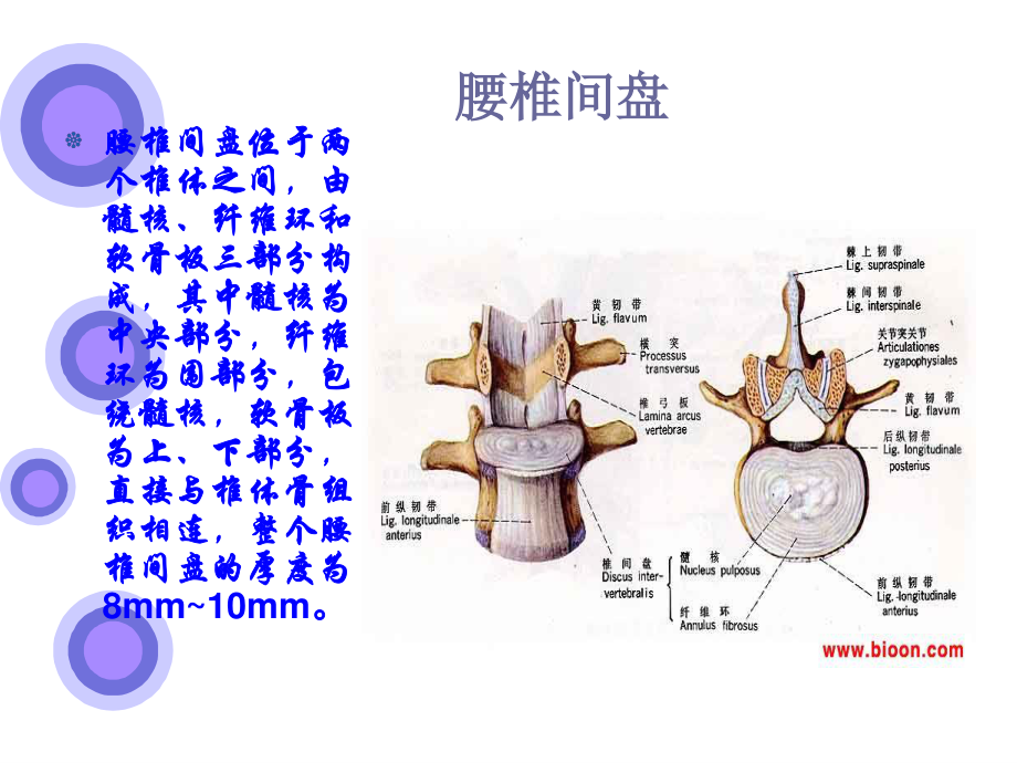 腰椎间盘突出症的原因与手术入口(1).ppt_第2页