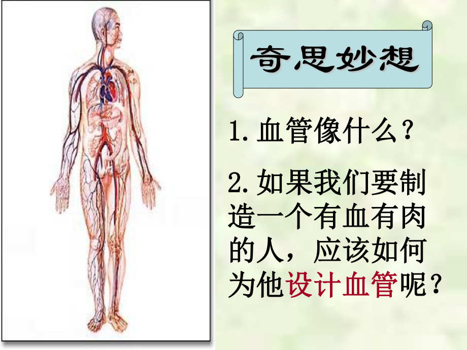 血流的管道——血管.ppt_第3页