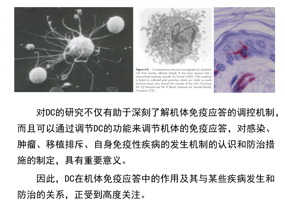 树突状细胞简介.ppt_第3页