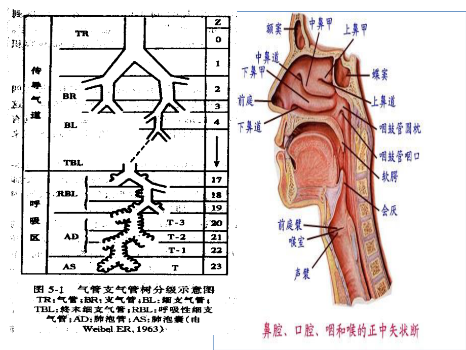 呼吸机基础知识笔记.pptx_第3页