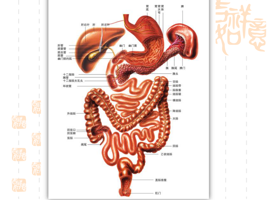 改善胃肠道的功能性食品.ppt_第3页