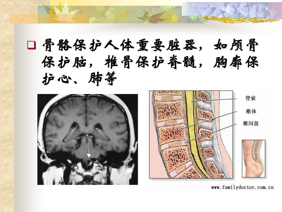 它与骨质疏松症关系密切.ppt_第2页