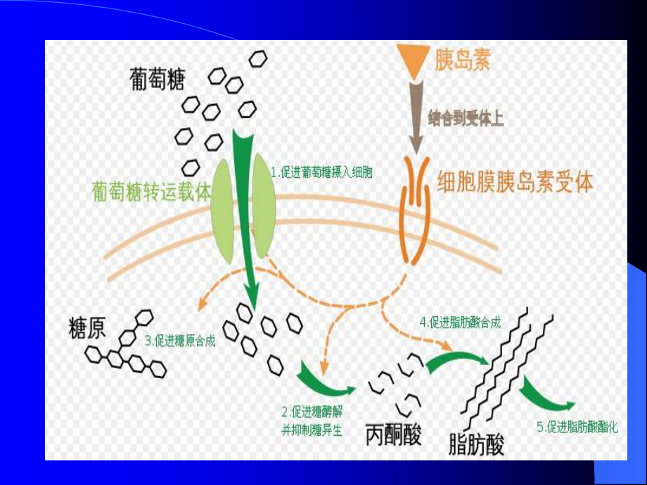 糖尿病修改版.ppt_第3页