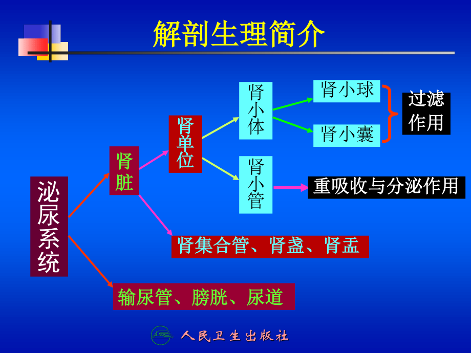 泌尿系统001资料.ppt_第3页