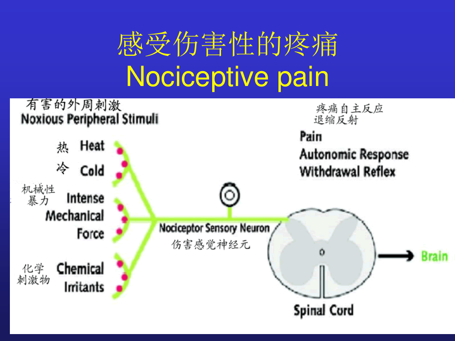 神经病性疼痛和辅助镇痛剂的意义.ppt_第3页