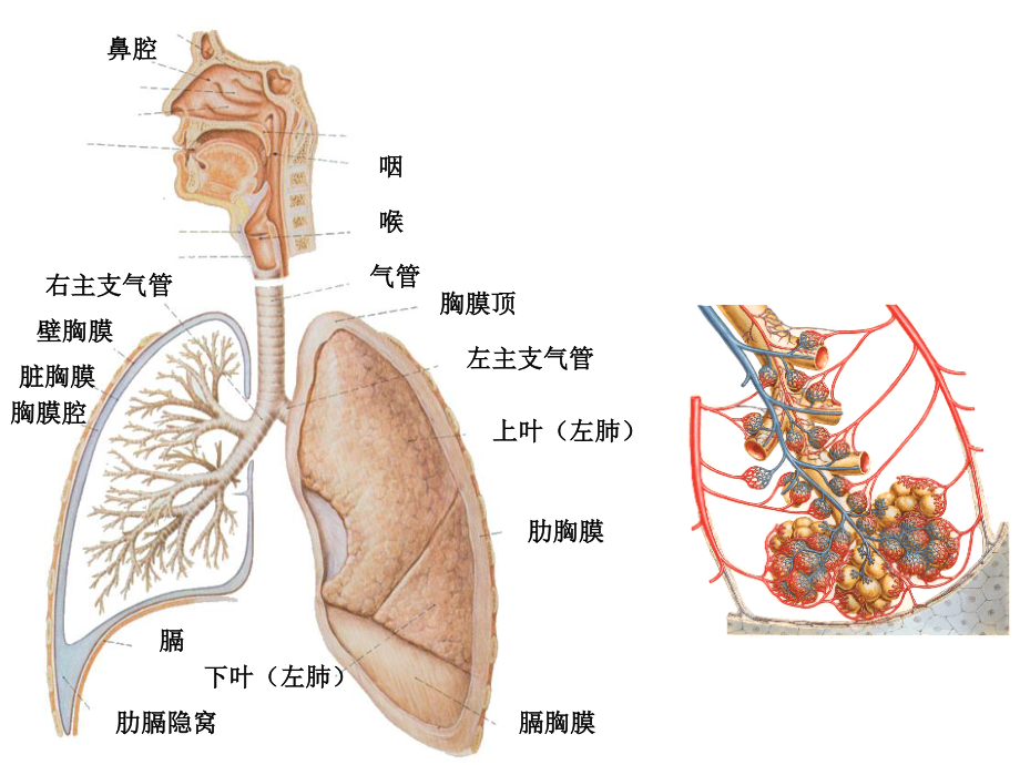 呼吸系统和泌尿系统.ppt_第3页