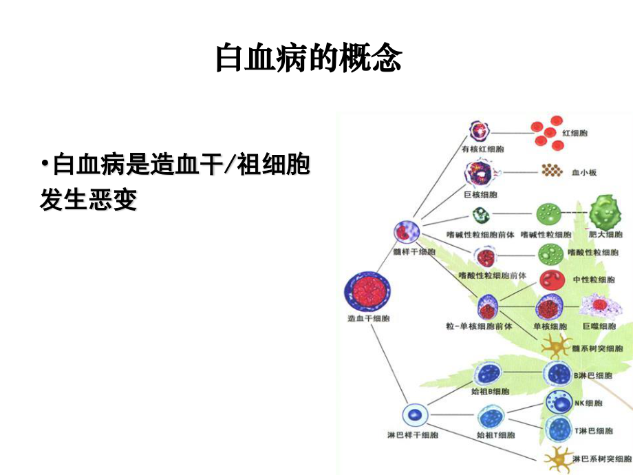 常见血液病急性白血病的MICM分型和预后.ppt_第2页