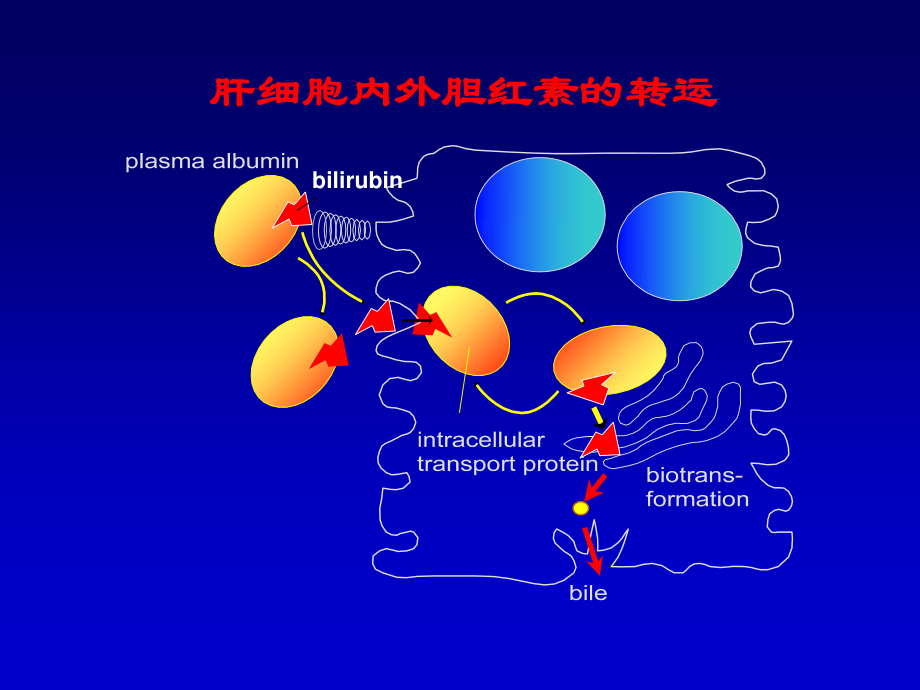 最新肝内瘀胆-PPT文档.ppt_第1页