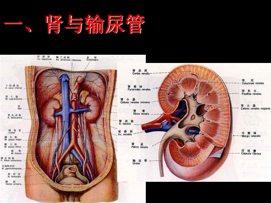 泌尿生殖系统影像.ppt_第2页