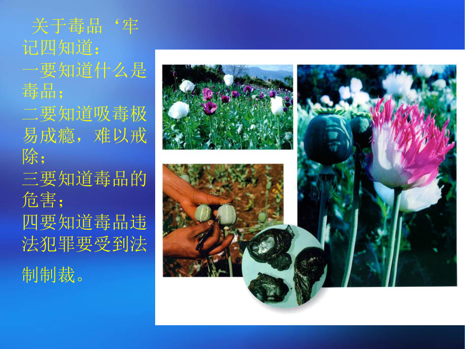 如何防止吸毒.ppt_第2页