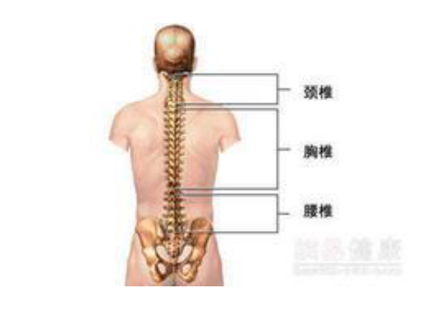 腰椎间盘突出症123(1)介绍.ppt_第3页