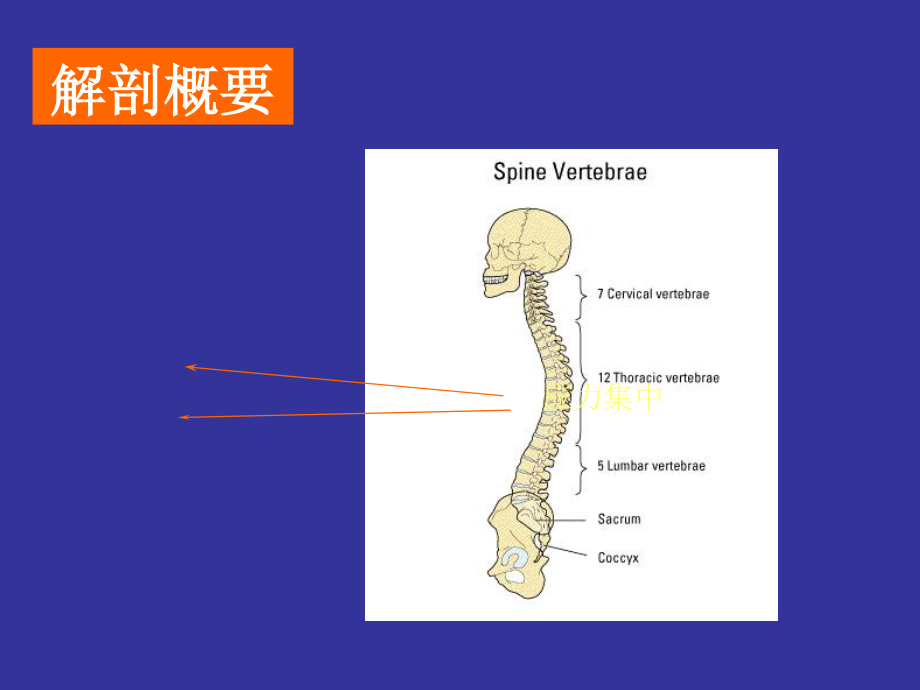 腰椎间盘突出症123(1)素材.ppt_第2页