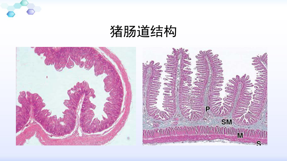 猪肠道健康与生产性能的关系.pptx_第3页