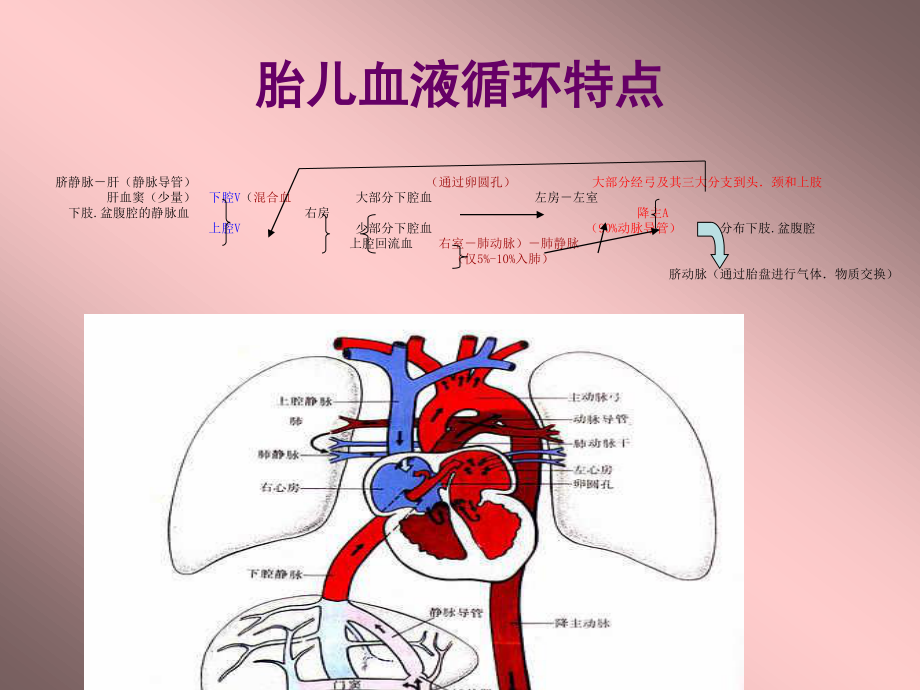 胎儿超声心动图.ppt.ppt_第2页