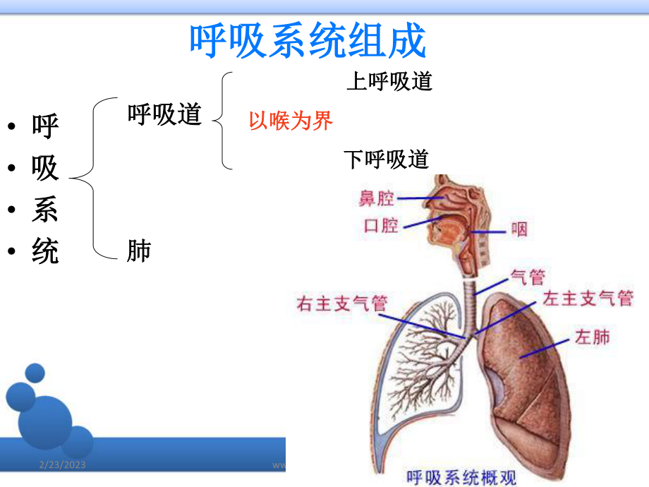 呼吸系统-概述.ppt_第3页