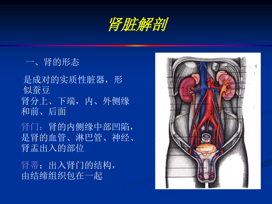 泌尿系超声.ppt_第2页