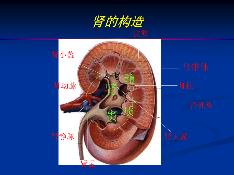 泌尿系超声.ppt_第3页