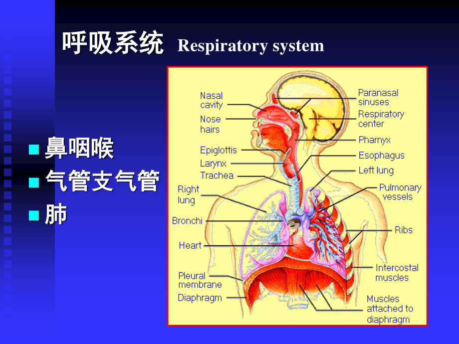 呼吸系统--组织学与胚胎学.ppt_第2页