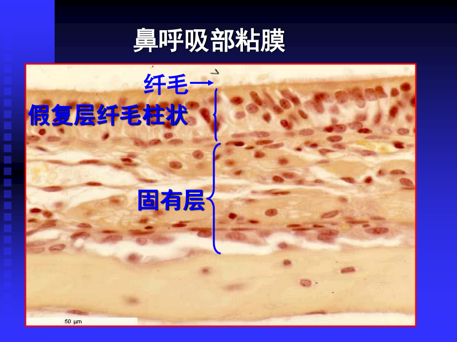 呼吸系统--组织学与胚胎学.ppt_第3页