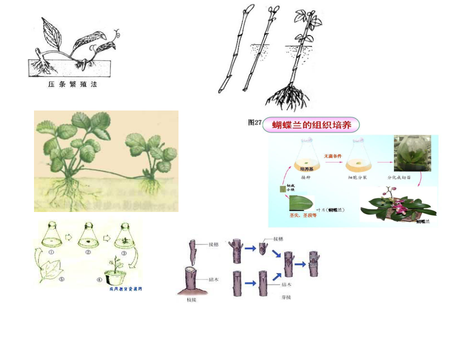 植物的营养繁殖.ppt_第3页