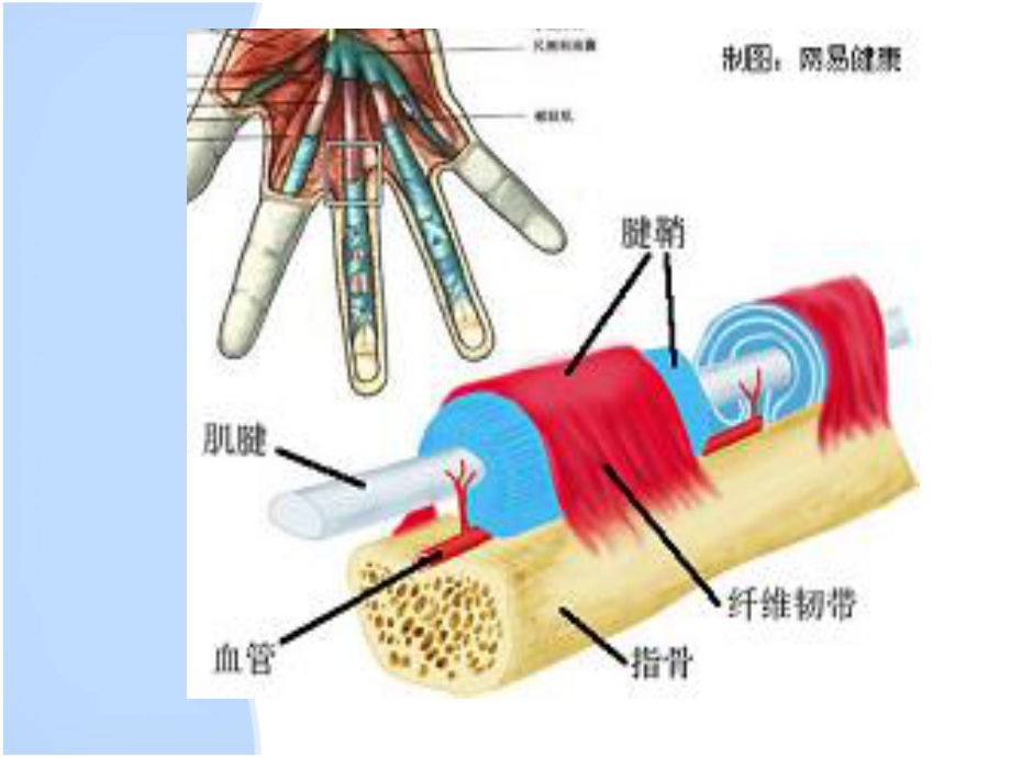 挠骨茎突狭窄性腱鞘炎..ppt_第2页