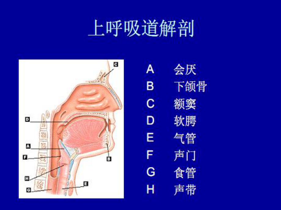 气道开放与气管插管.ppt_第3页