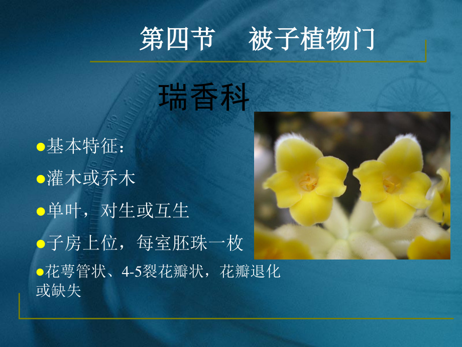 药用植物学与生药学-24瑞香科、桃金娘科资料.ppt_第3页