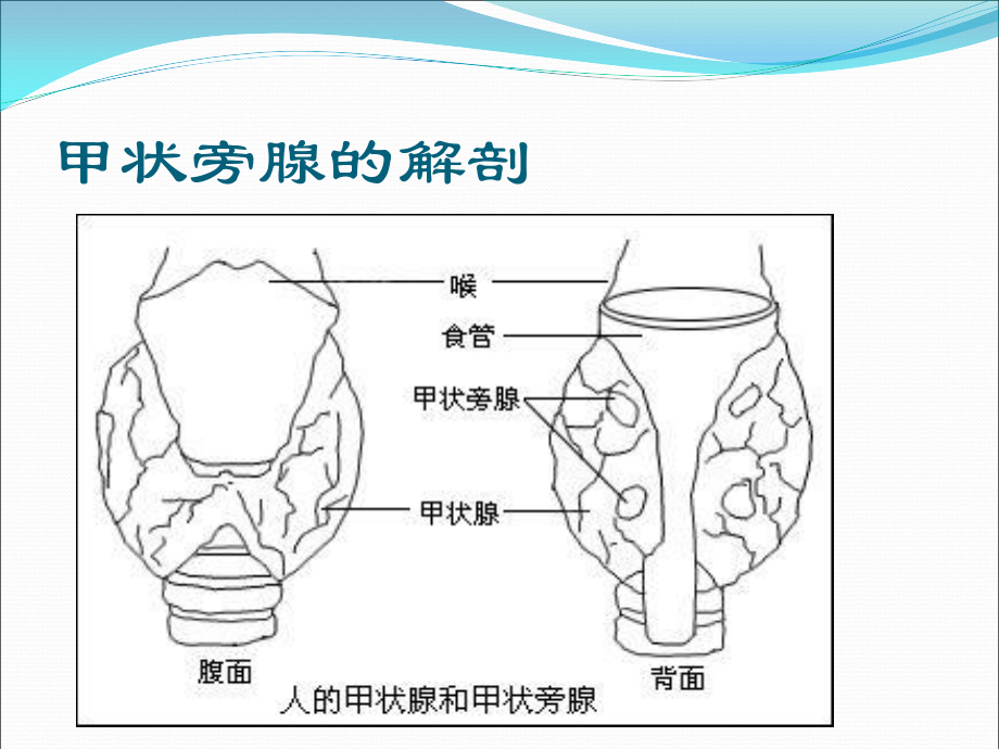 甲状旁腺功能(2).ppt_第2页