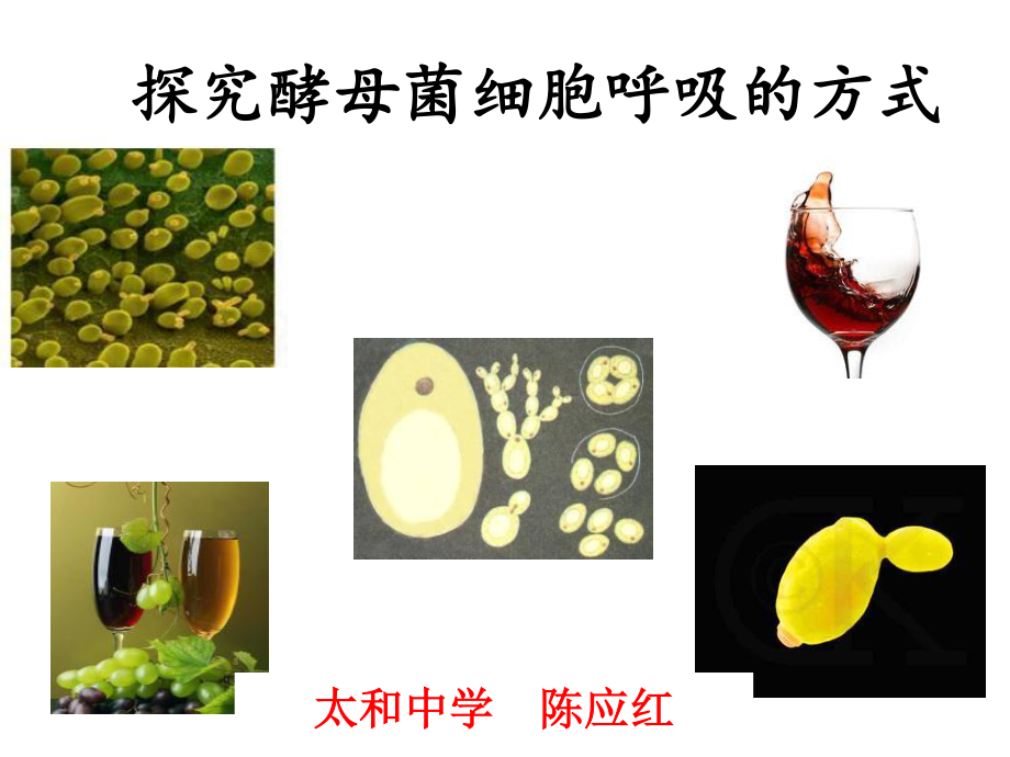 探究酵母菌细胞呼吸方式说课.ppt_第1页