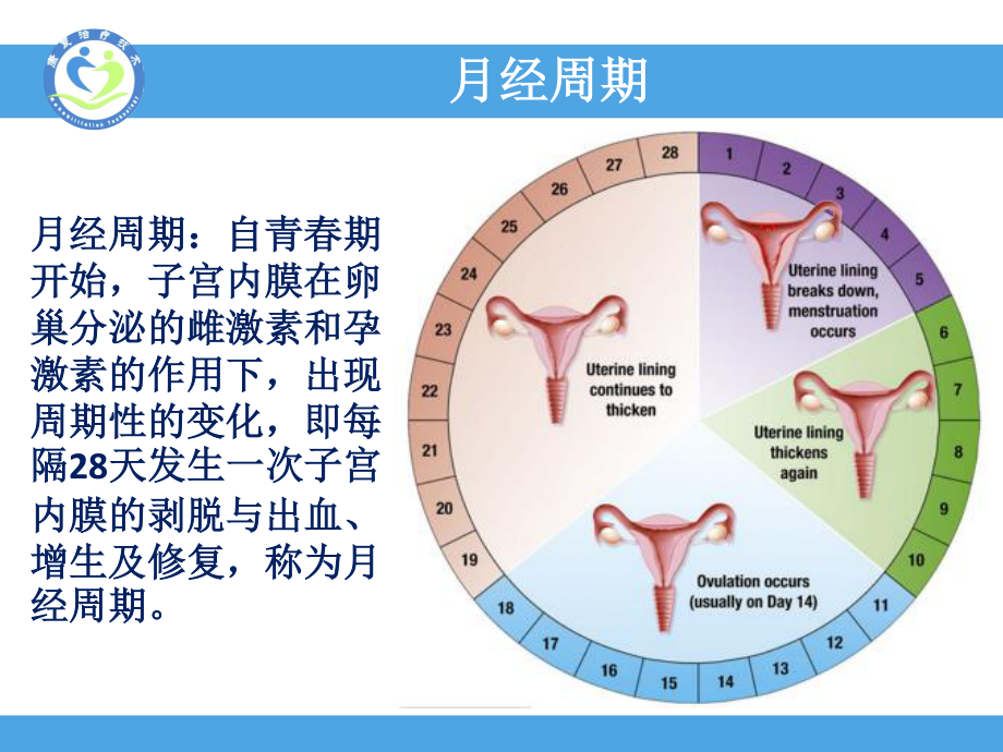 子宫内膜周期性变化(精).ppt_第3页