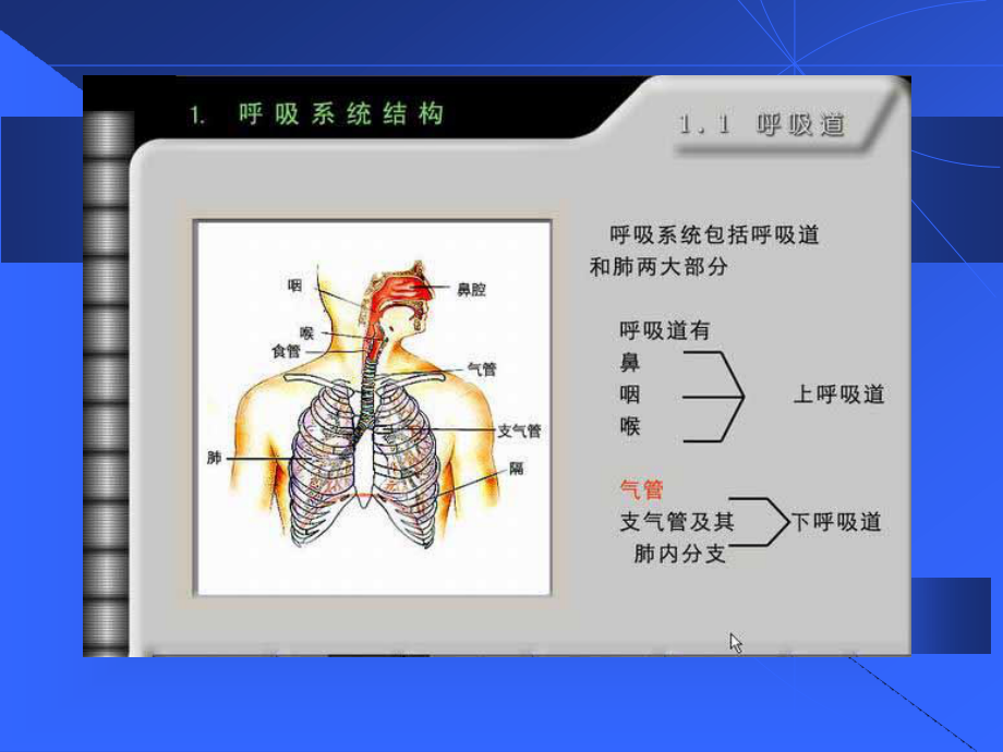 咳嗽咳痰、咯血.ppt_第2页