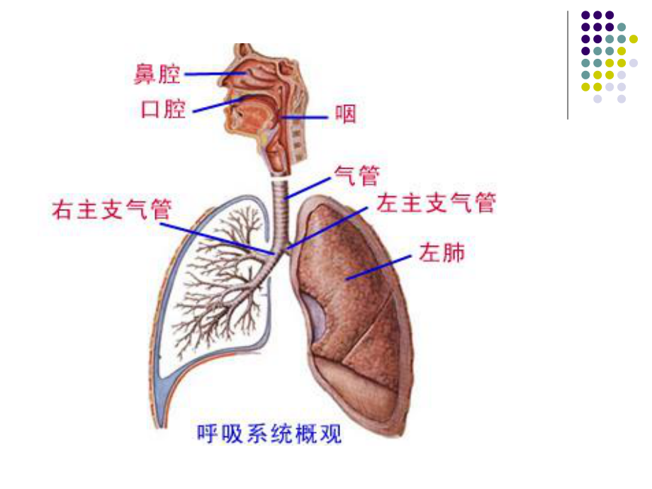 沉默杀手慢性阻塞性肺病.ppt_第3页