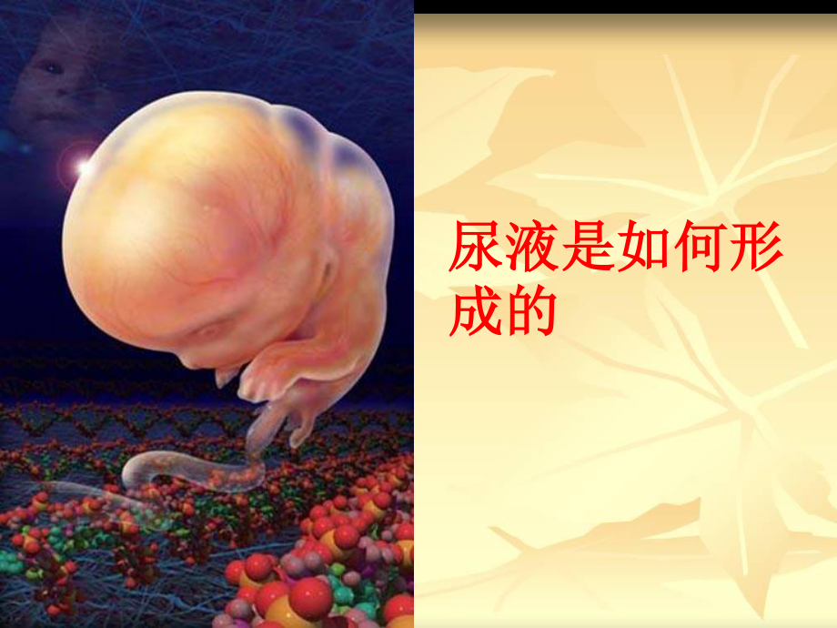 尿液是如何形成的.ppt_第1页