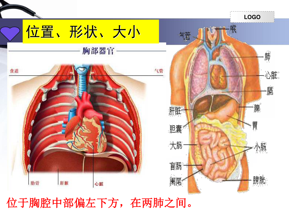 输送血液的泵——心脏完整版.ppt_第3页