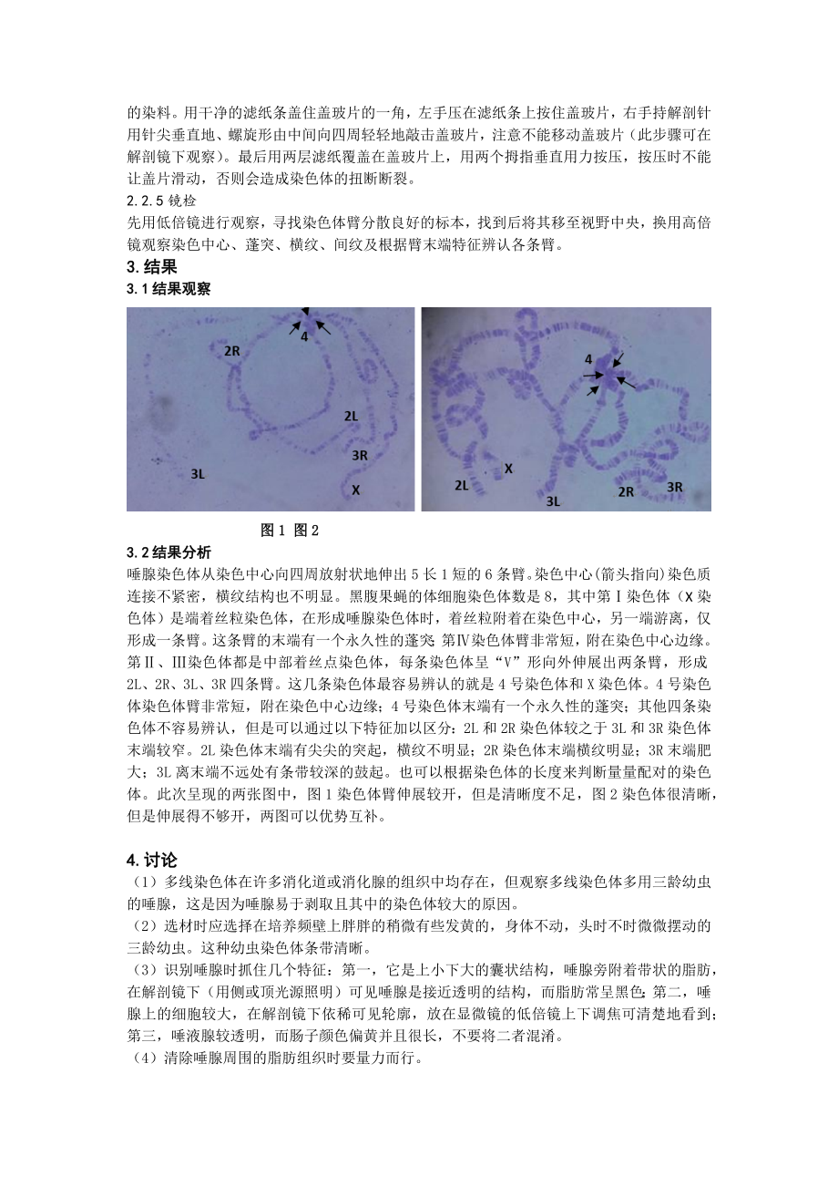 果蝇唾腺染色体的标本制备和观察.docx_第3页