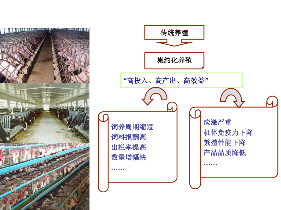 猪群健康与营养.ppt_第3页