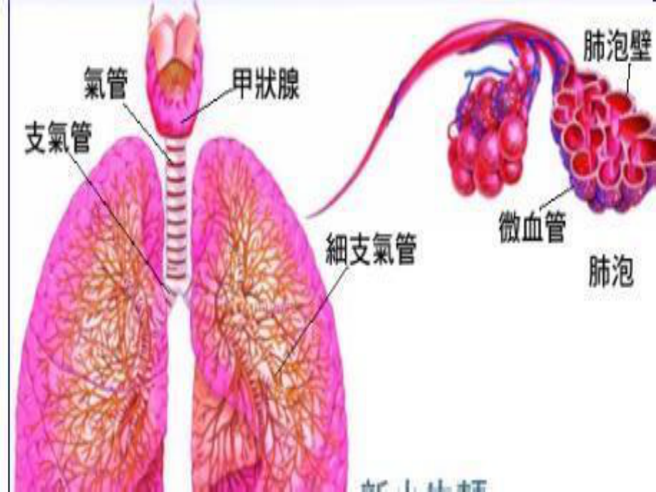 慢性支气管炎10.9班.ppt_第1页