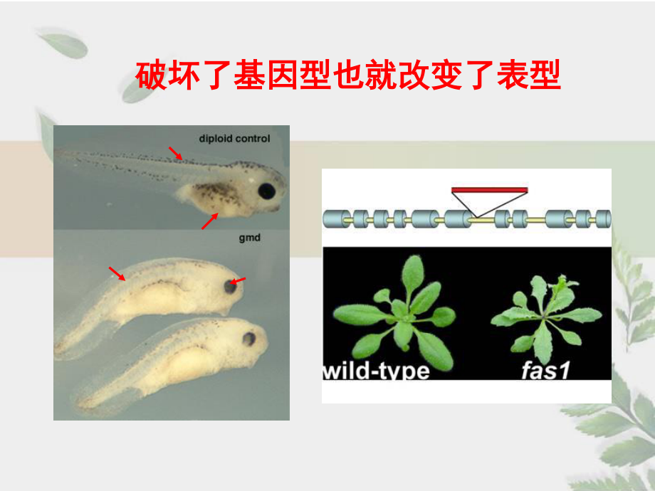 染色质免疫沉淀.ppt_第3页