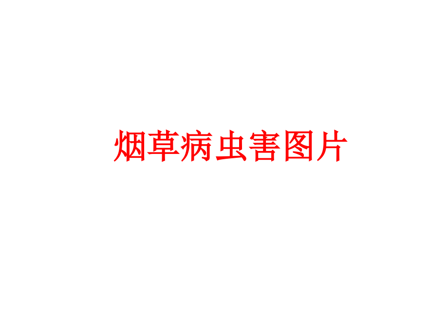 烟草病虫害图片(修改).ppt_第1页