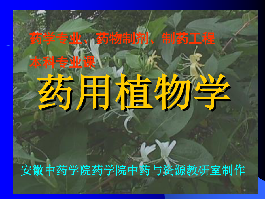 植物细胞(新).ppt_第1页