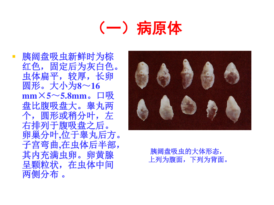 牛的寄生虫病.ppt_第3页