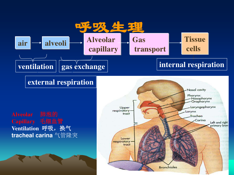 血气分析解读.ppt_第2页