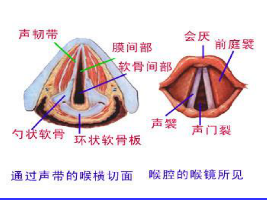 气管插管及困难气道的处理.ppt_第2页