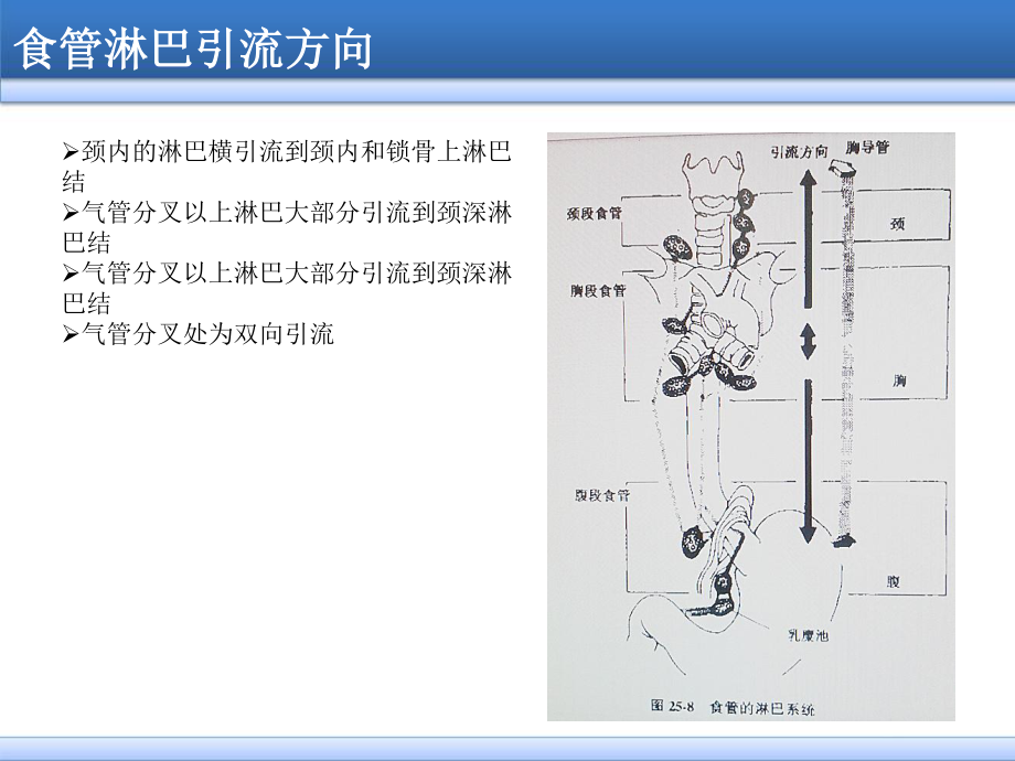 食管癌淋巴结三野清扫.ppt_第3页