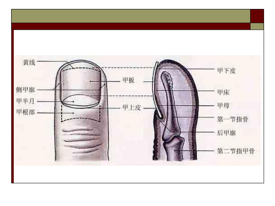 手化脓性感染.ppt_第2页