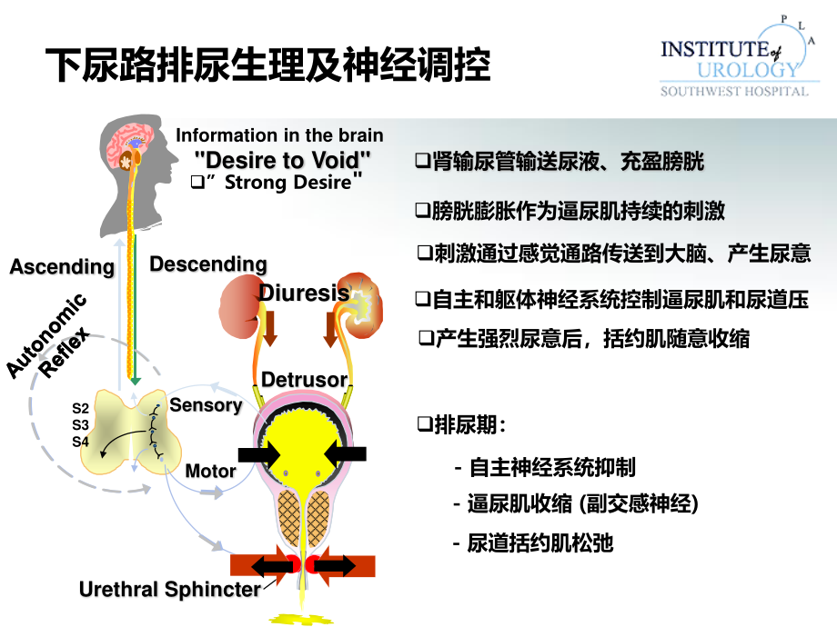 常用尿动力学检查及结果判读.ppt.ppt_第2页