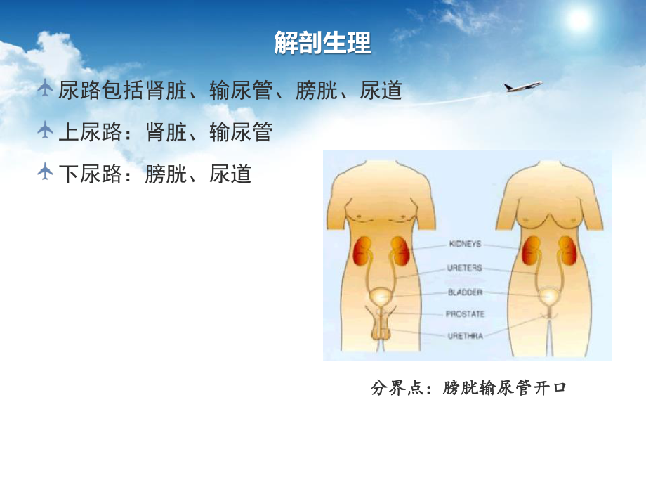 尿路感染及诊疗指南.pptx_第3页