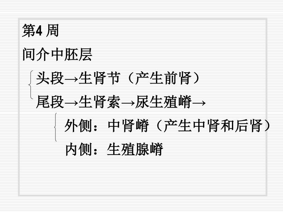 泌尿系统和生殖系统..ppt_第2页