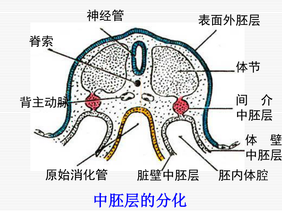 泌尿系统和生殖系统..ppt_第3页