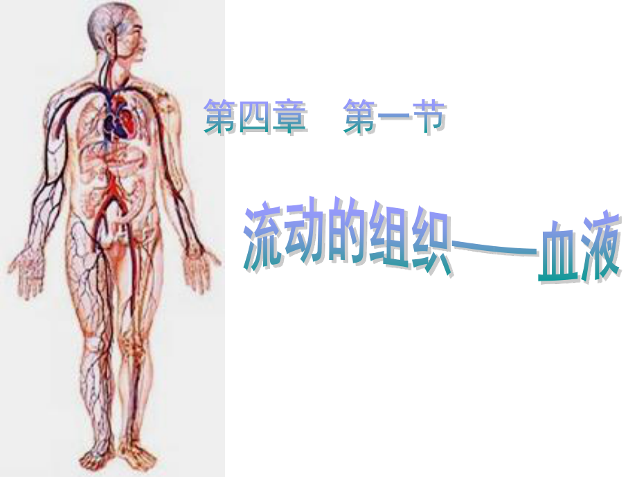 流动的组织—血液.ppt_第2页